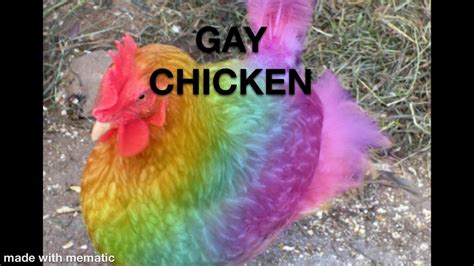 gay chicken meaning